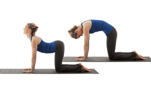 Koens og kattens stilling